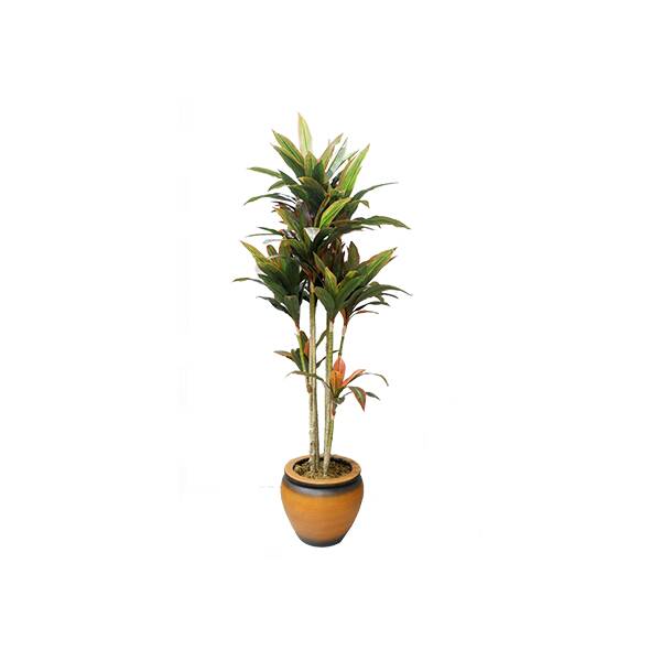 Spring New Dracena Tree in Pot