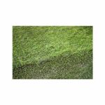 carpet-grass