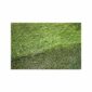 carpet-grass