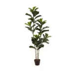 F02011 Fidle Leaf Fig Plant 160cm