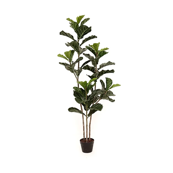 1054758 F02011 Fidle Leaf Fig Plant 160cm