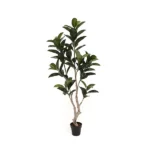 F01974 Rubber Plant 190cm